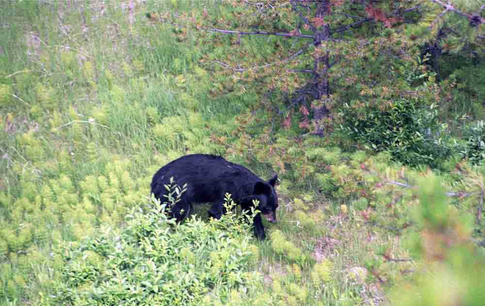 Oso Negro - Canada 1.jpg